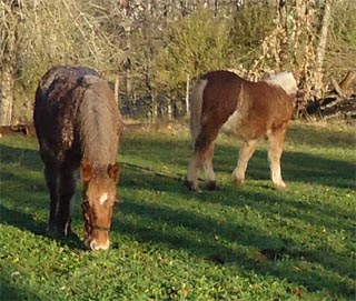 les pouliches